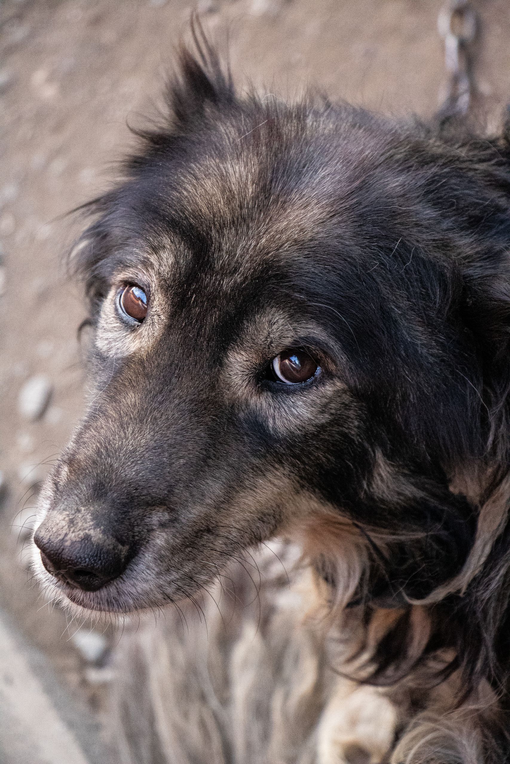 A close-up shot of an old dog with thoughtful eyes, expressing wisdom and calmness.